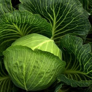 Cabbage each